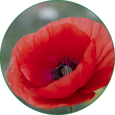 flor Amapola 